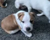 American Bulldog