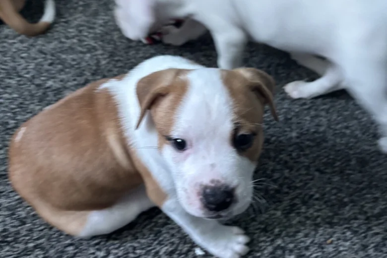 American Bulldog