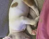 American Bulldog