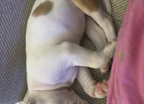 Puppy 7