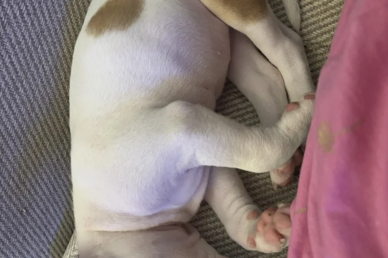 American Bulldog