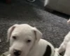 American Bulldog