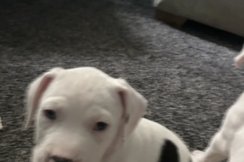American Bulldog