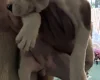 American Bulldog