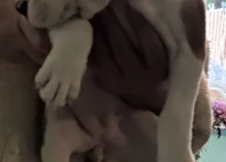 Puppy 5