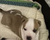 American Bulldog