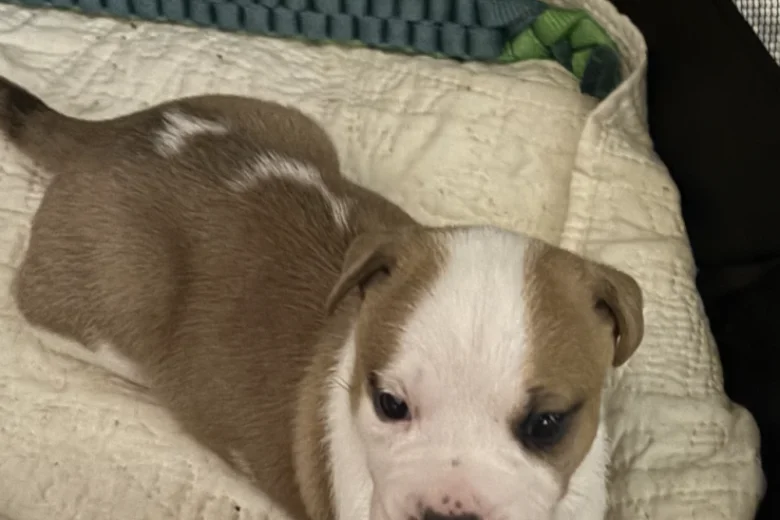 American Bulldog