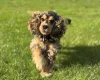 Cocker Spaniel (Show)