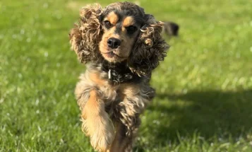 Cocker Spaniel (Show)