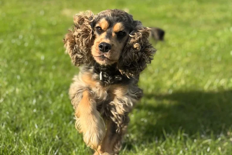 Cocker Spaniel (Show)