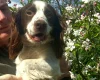 Cocker Spaniel (Show)