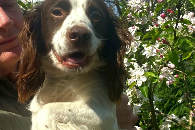 Cocker Spaniel (Show)