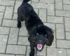 Cockapoo