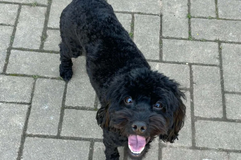 Cockapoo