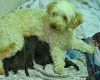 Cockapoo