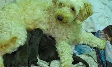 Cockapoo