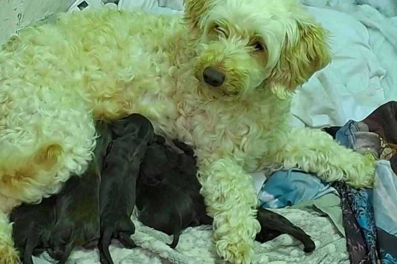 Cockapoo