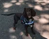 Cockapoo