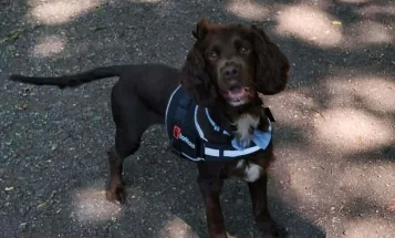 Cockapoo
