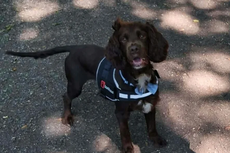 Cockapoo