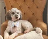 Poodle