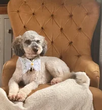 Piper