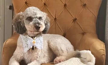 Poodle
