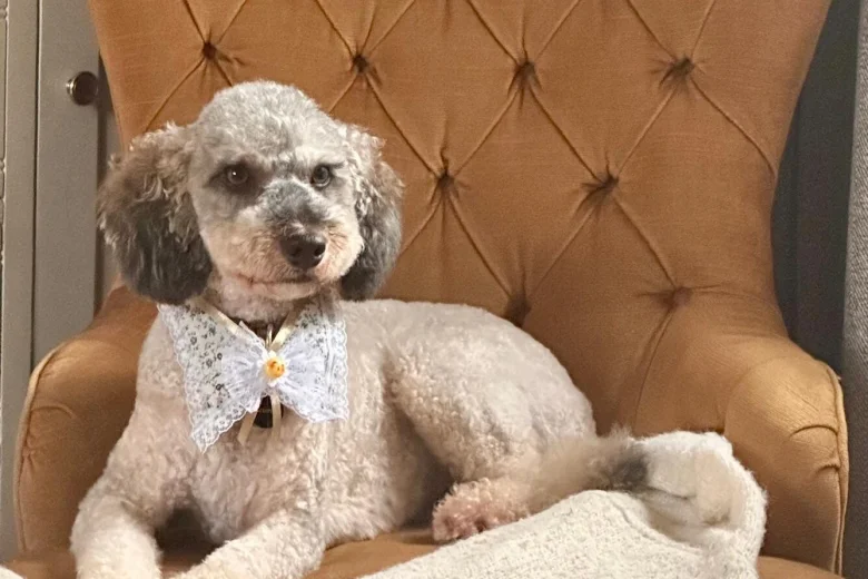 Poodle