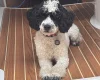 Poodle