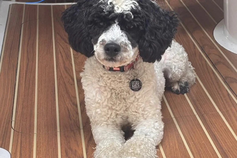 Poodle