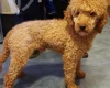 Cavapoo