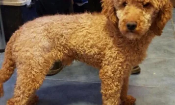 Cavapoo