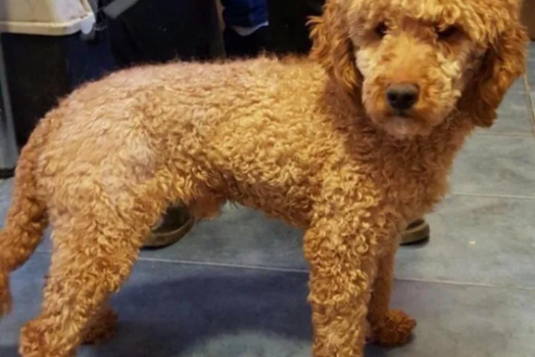 Cavapoo