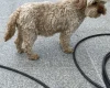 Cavapoo