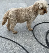 Peggy
