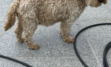 Cavapoo
