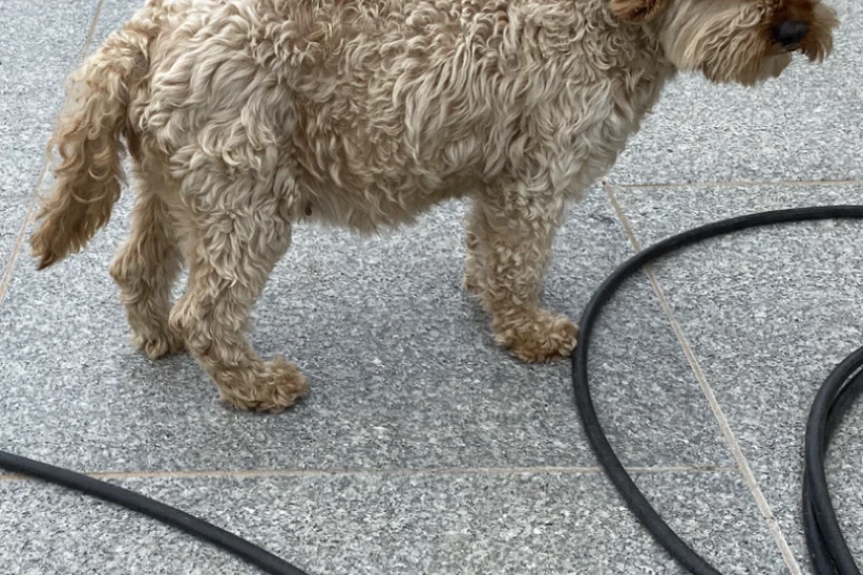 Cavapoo