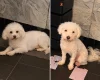 Bichon Frise