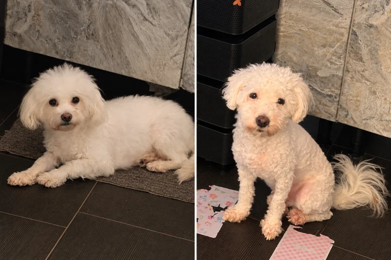 Bichon Frise