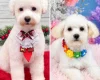 Bichon Frise