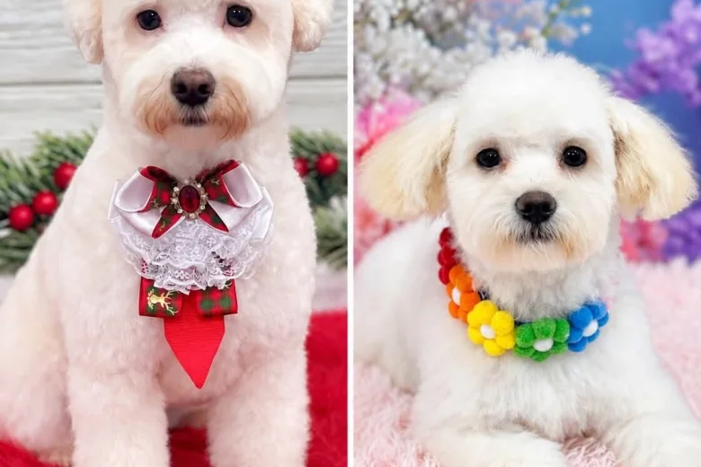 Bichon Frise