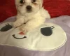 Bichon Frise