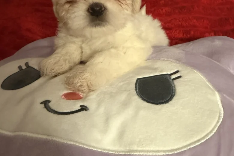 Bichon Frise