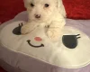Bichon Frise