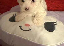 Puppy 1