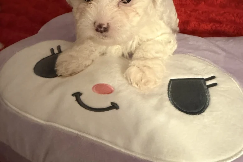 Bichon Frise