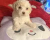 Bichon Frise