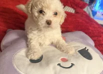Puppy 2