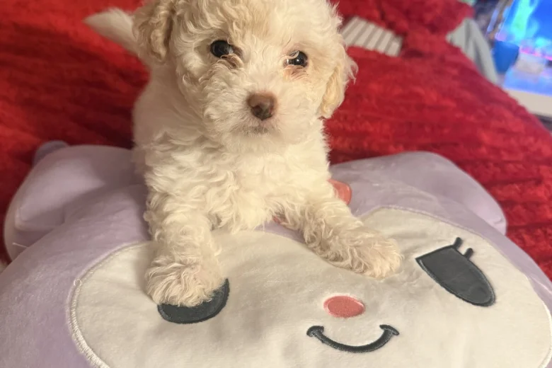 Bichon Frise