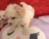 Bichon Frise